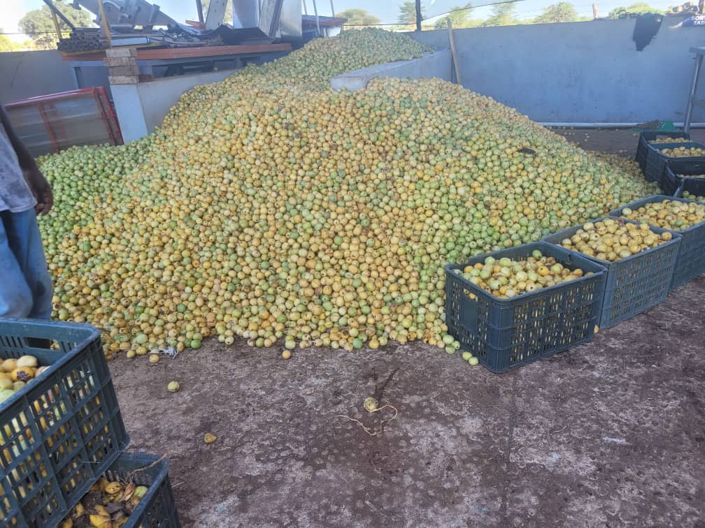 Harvesting mapfura fruits